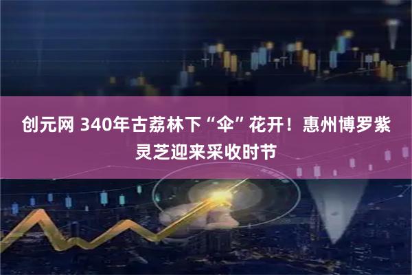 创元网 340年古荔林下“伞”花开！惠州博罗紫灵芝迎来采收时节